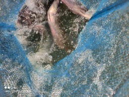 Ikan Gurame Hidup