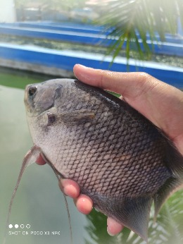 Ikan Gurame Ekonomis