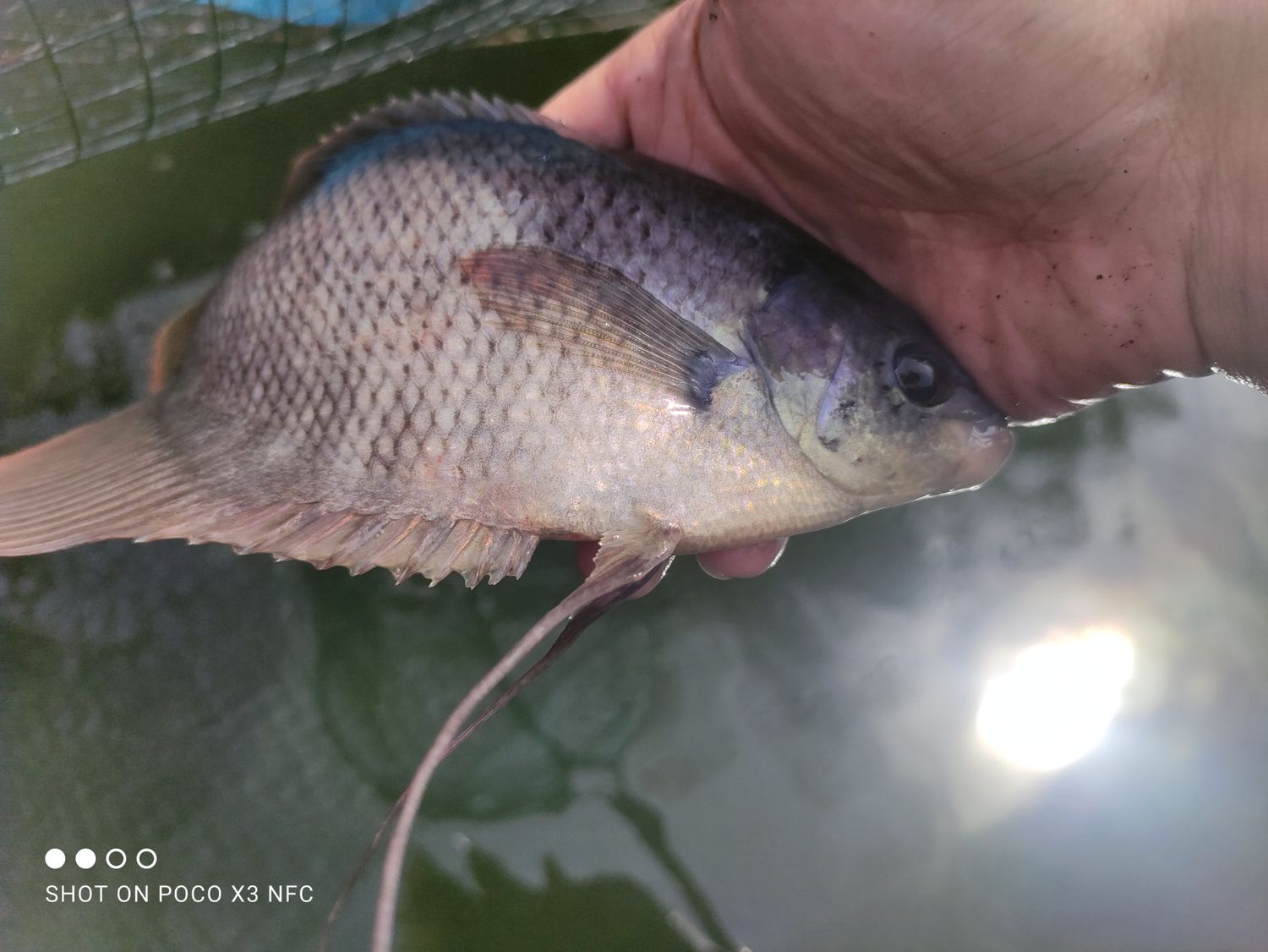 Ikan Gurame Pakan Organik