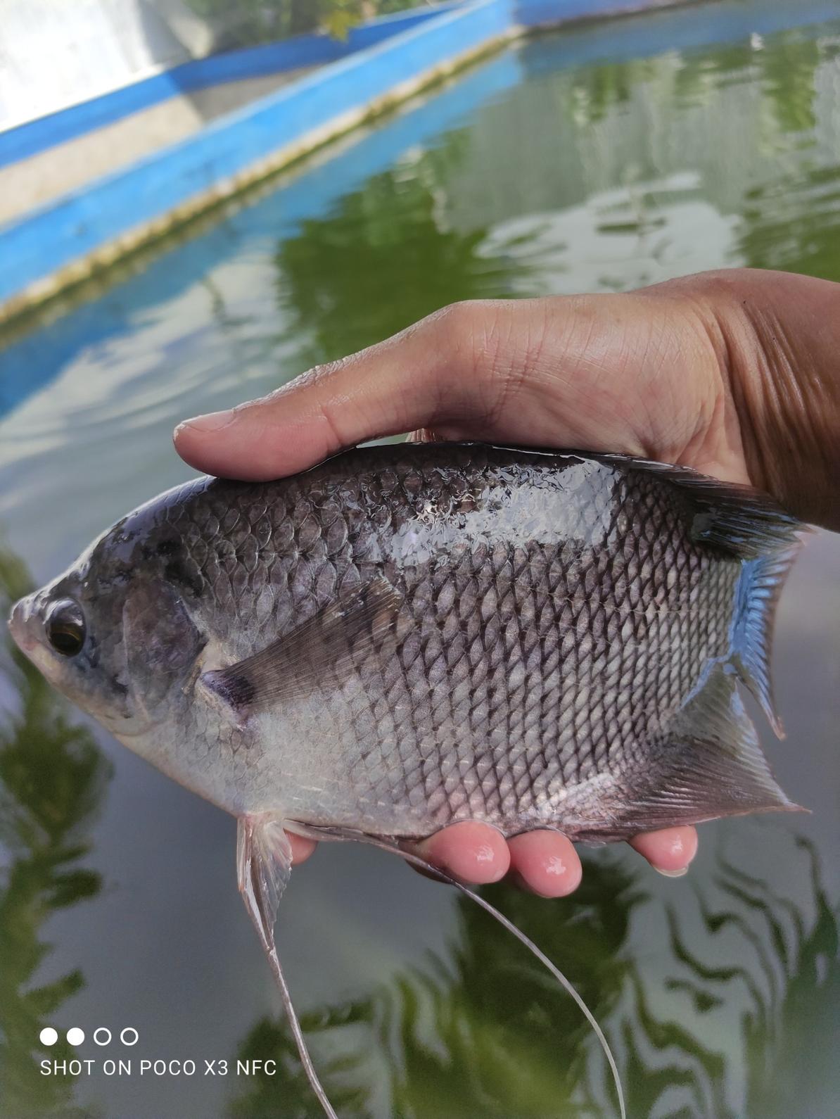 Ikan Gurame Premium Super